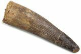 Fossil Spinosaurus Tooth - Real Dinosaur Tooth #381091-1